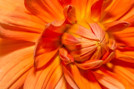 the gorgeous blossom orange flower in the garden