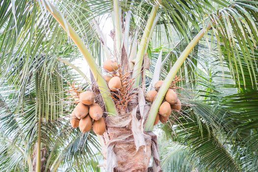 Group of coconuts on coconut tree, stock photo