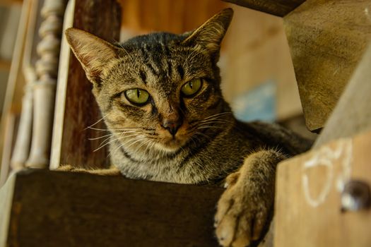 A beautiful cat sitting on the stairs looking at the other.