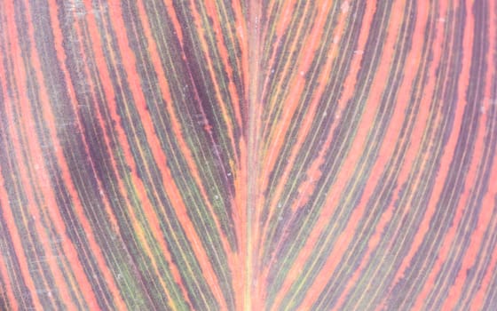 The beautiful colorful leaf texture taken from the botanical garden
