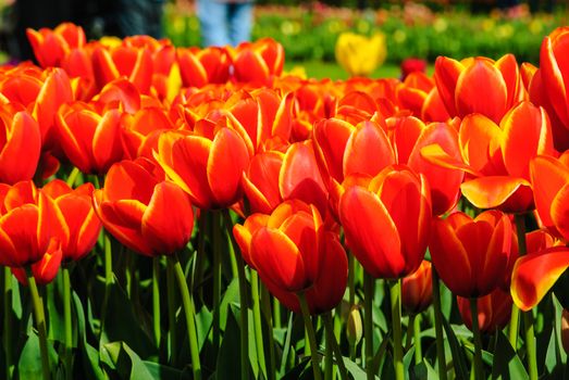 The red tulips in the farm are captured on the beautiful sunny day