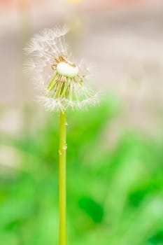 the dry flower in spring season at the public park