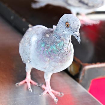 Rock Dove (Rock Pigeon) standing