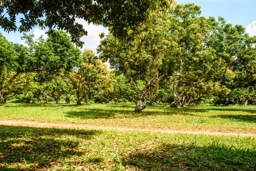 The green tree in the farm on the sunny day