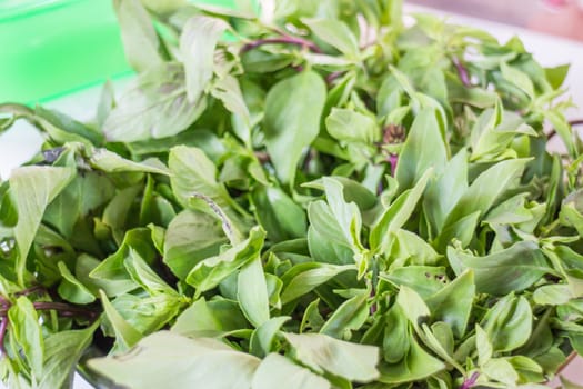 Group of fresh basil leaves, stock photo