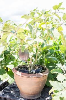 Eggplant fruits growing in the garden, stock photo