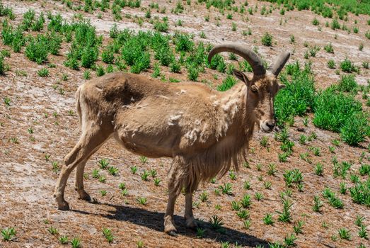 the wild goat in the national zoo