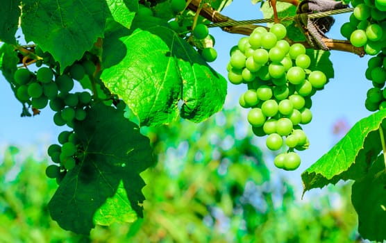 the beautiful group of grapes in the wenery garden