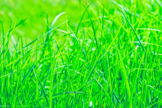 the beautiful green grass field at the backyard