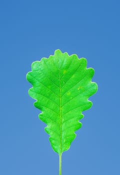 The green leaf under blue sky at the botanical garden