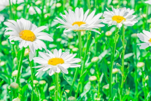 The group of white flowers in the botanic garden