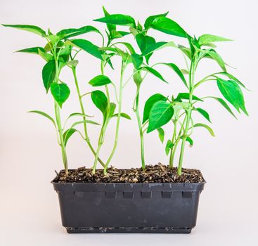 The growing chilli on the white background