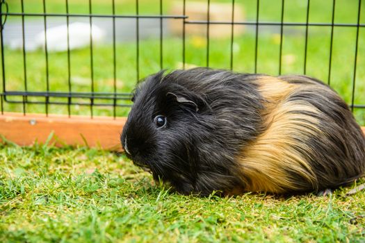 The beautiful guinea pig taken from in side the cage.