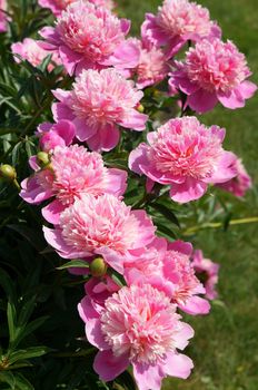 Flowering shrub pink peonies                               