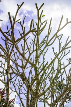 The branch of the tree under the sun and blue sky