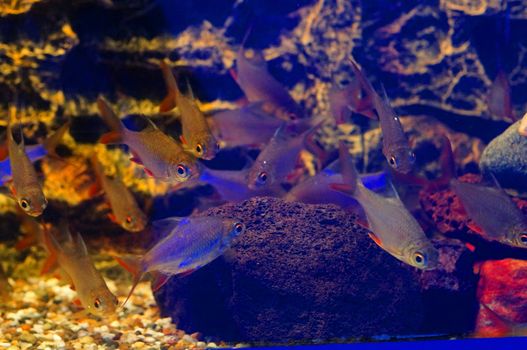 Small gray fish with red fins (Barbonymus altus)                               