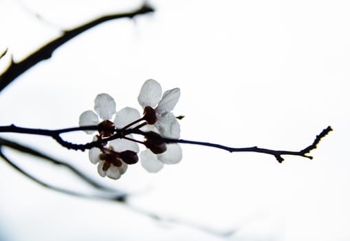 This isolated flower gives a romantic scene that could be used with other picture