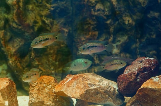 Small gray fish in the aquarium