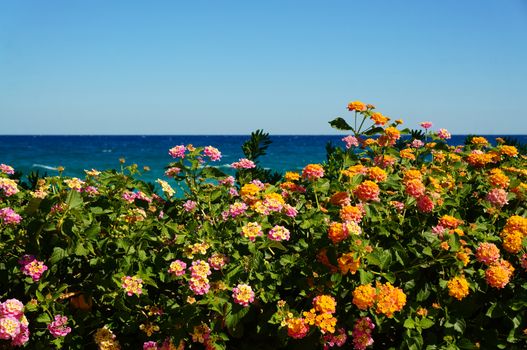 Bright orange flowers on a background of blue sea                   