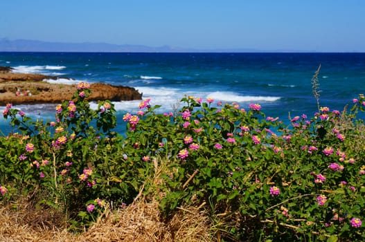 Pink flowers on a background of blue sea                               