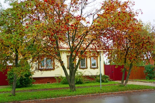 Rural yellow house and bushes in the autumn rowan Russian town of Suzdal                               