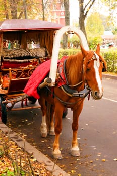 Brown horse-drawn wagon in the autumn alley
