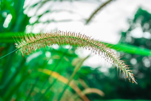 the long grass flower in the garden in the morning