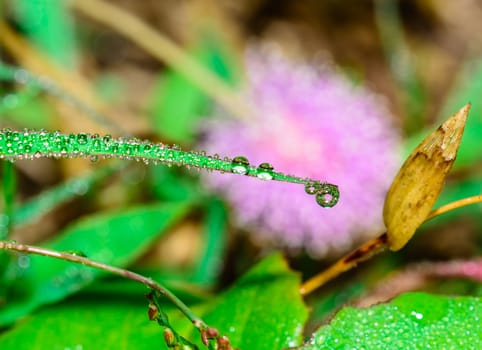 the freshness of morning dew in the garden