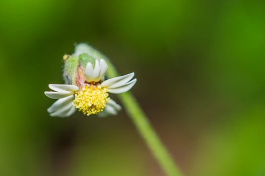 the gorgeous morning grass flower in the garden