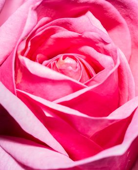 beautiful macro pink rose for romantic background and wallpaper