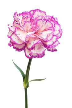 Beautiful pink flower on a white background