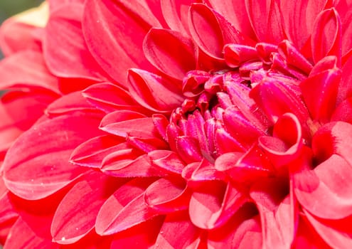 The red flower in the botanical garden under the morning sunlight