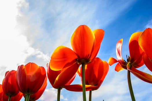 red tulip under the blue sky on the sunny day. Holland tulip festival