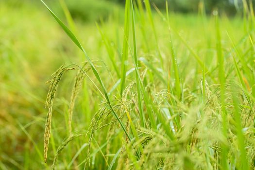 Fresh geen rice field in the rural area. Morning fresh rice field with the spike on the leaves.