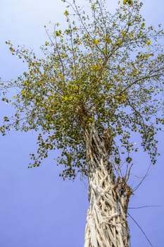 the tree under the beautiful blue sky and sunny day