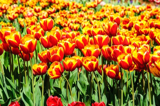 Picture of tulips in the farm on the sunny day