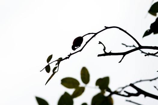 Image of the branch of wild brier with rose hips - autumn fruits - medical plant