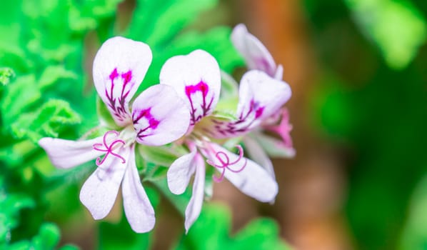 The gorgeous white and purple flowers in the garden