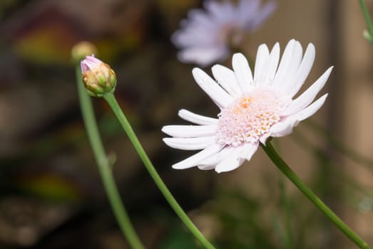 the white flower in summer in the backyard