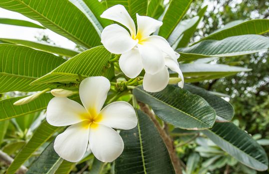 The white flower in the garden of the national park