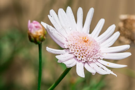 the blooming white flower in the backyard