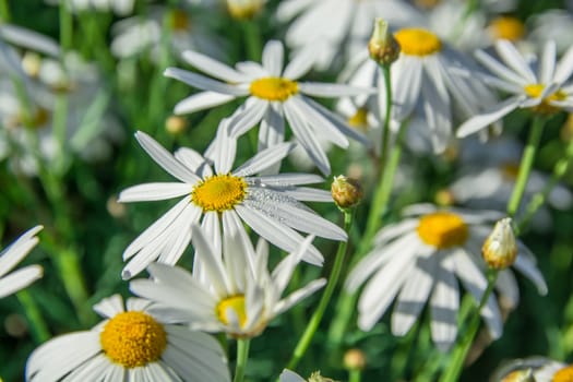 The white flowers in the garden at the backyard