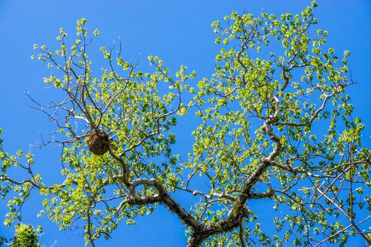 part of tree branch that contain wasp net on clear sky scene