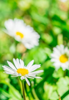 The white grass flower in the botanical garden