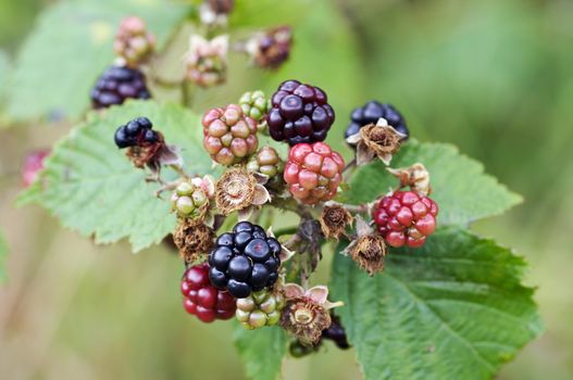 Detail of the blackberry - forest product