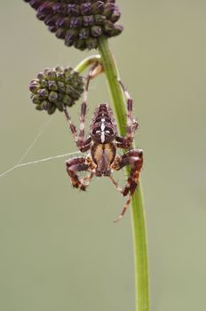 Macro of the cross spider - insect