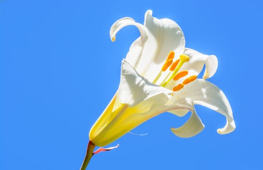 the gorgeous white lilly under the morning sunlight at the botanical garden