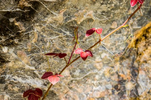 small branch of red leaf that attach to stone wall in forest