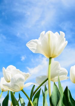 White tulip on the sunny day and under the blue sky