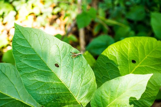 natural leaves in forest,shallow focus